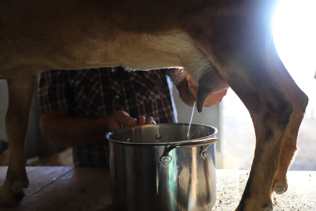 Pure Pasture Goat Milk Soap