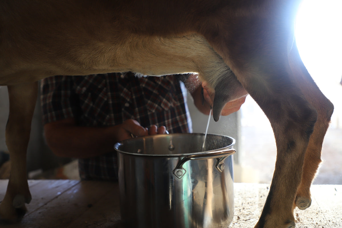 Pure Pasture Goat Milk Soap