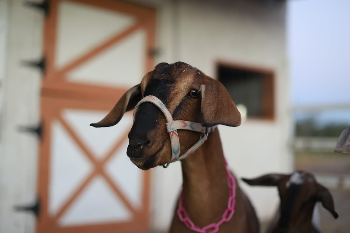 Pure Pasture Goat Milk Soap